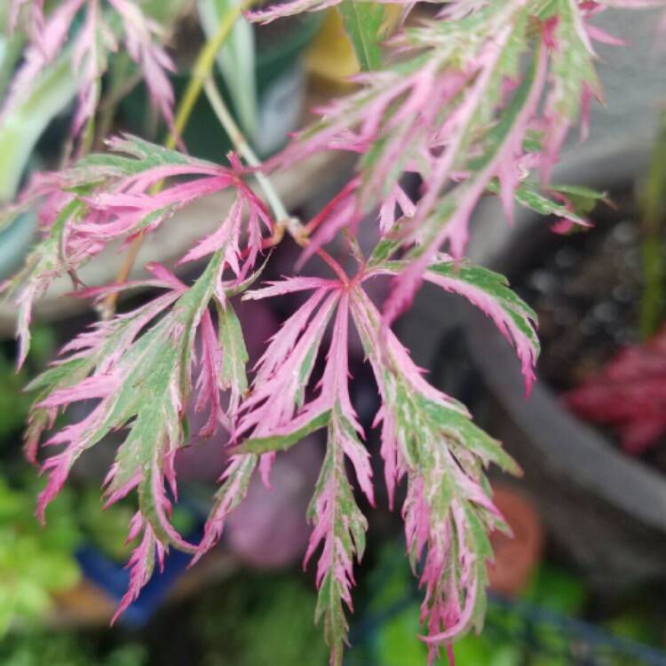 Plant image Acer palmatum 'Hana matoi'