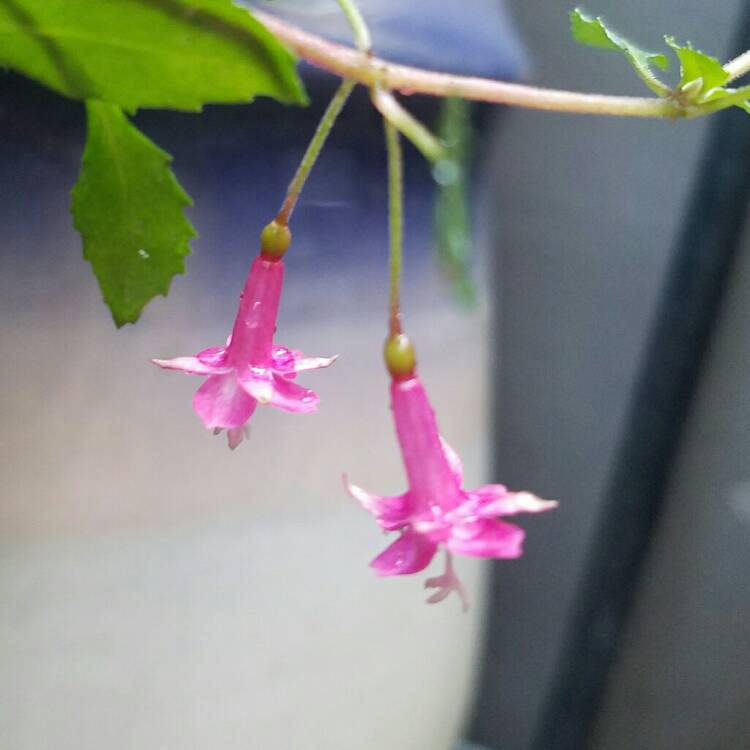 Plant image Fuchsia thymifolia