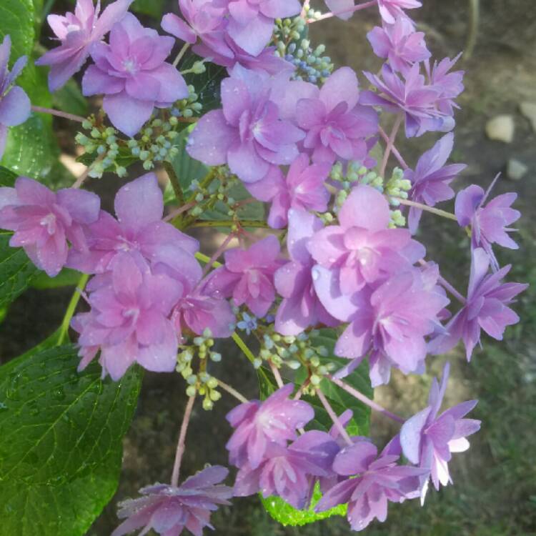 Plant image Hydrangea macrophylla 'Youmesix' syn. Hydrangea macrophylla 'Expression'