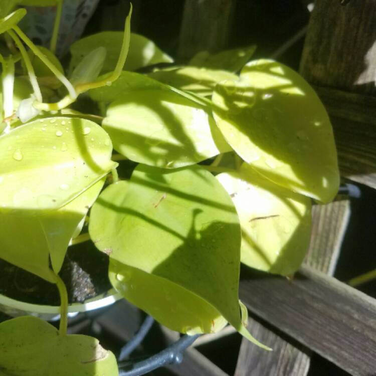 Plant image Philodendron hederaceum 'Aureum' syn. Philodendron hederaceum 'Lemon Lime', Philodendron hederaceum 'Neon'