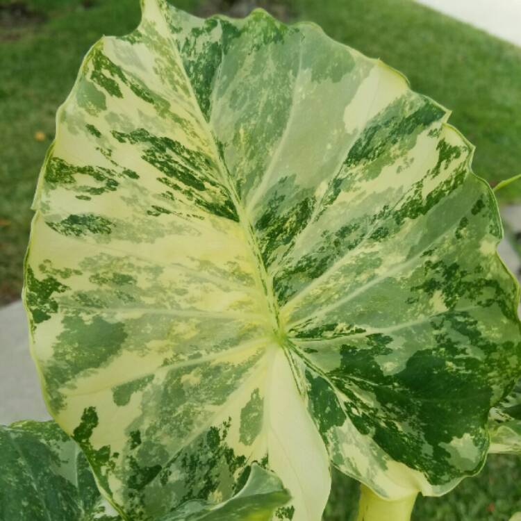 Plant image Alocasia Odora