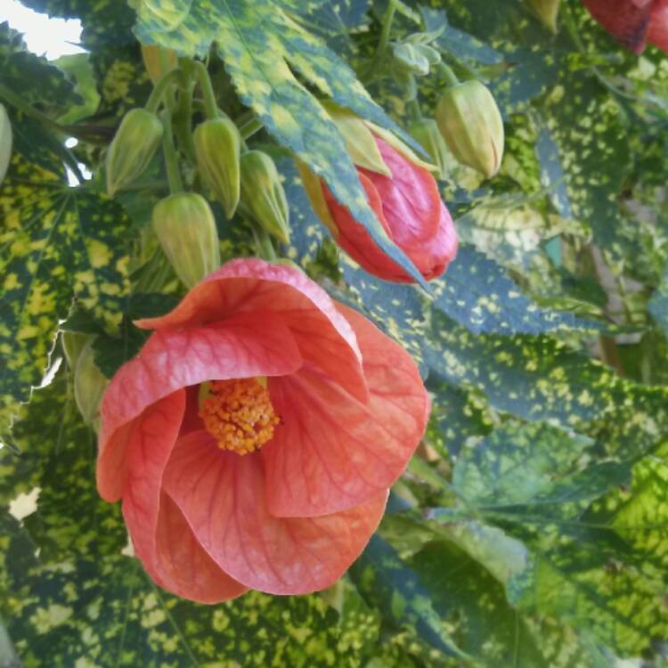 Plant image Abutilon pictum 'Thompsonii'