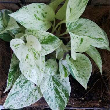 Epipremnum aureum 'Snow Queen'