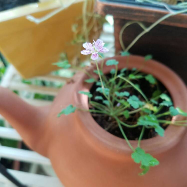 Plant image Erodium x variabile 'Flore Pleno'