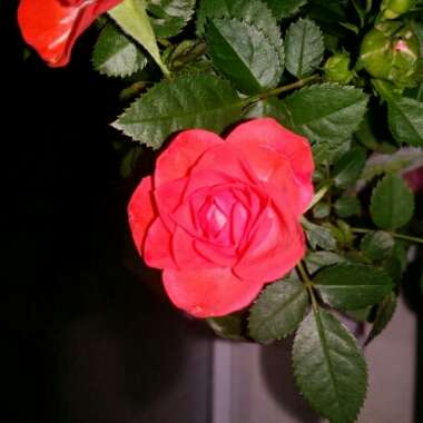 Rose (Miniature)