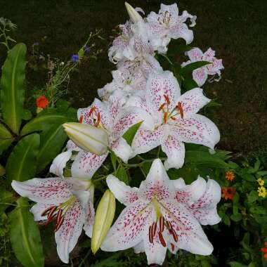 Lily (Species) Tiger Lily