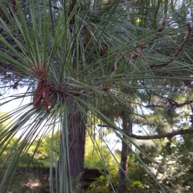 Pinus densiflora 'Low Glow'