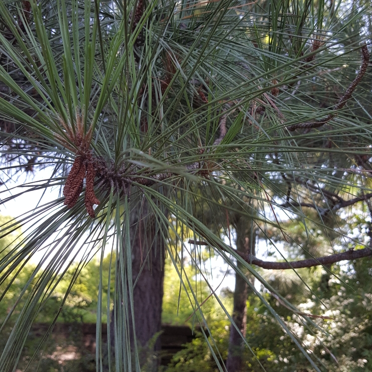 Plant image Pinus densiflora 'Low Glow'