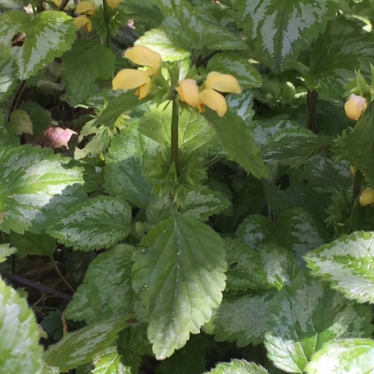 Plant image Lamium galeobdolon