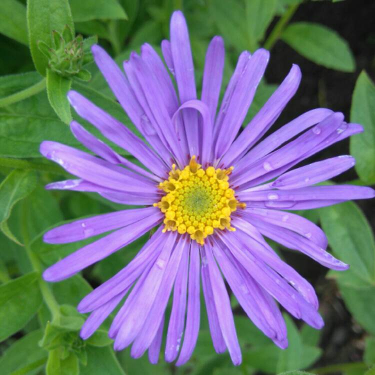 Plant image Aster x frikartii 'Flora's Delight'