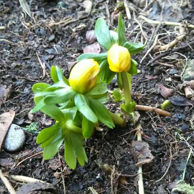 Eranthis hyemalis