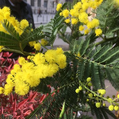 Acacia dealbata 'Gaulois Astier'