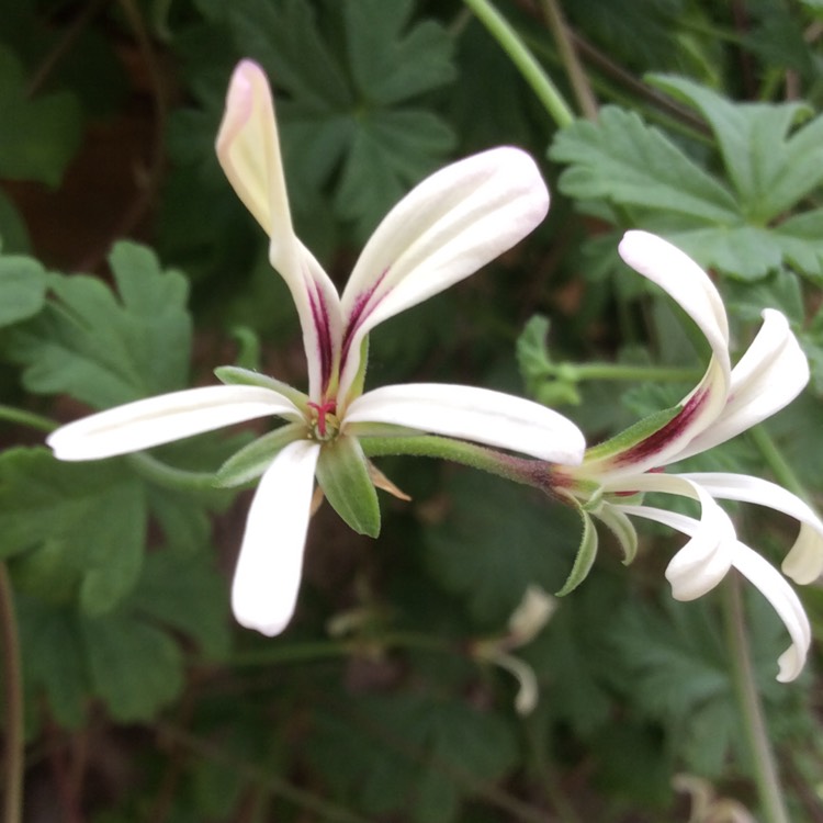 Plant image Pelargonium trifidum