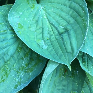 Hosta