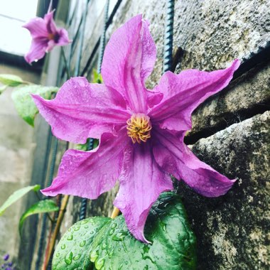 Clematis (Pruning Group 2)