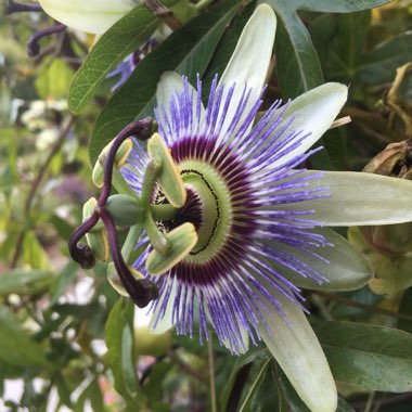 Passiflora