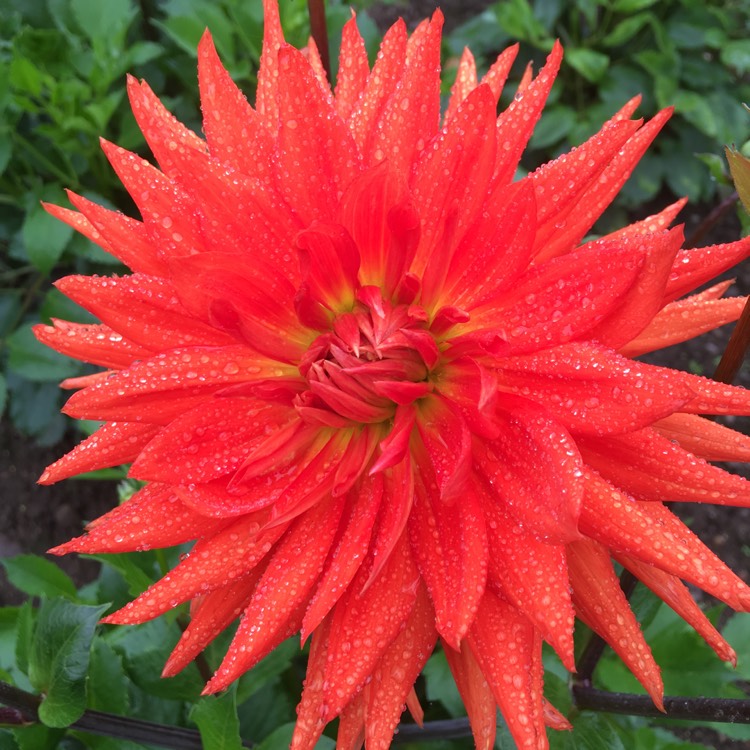 Plant image Dahlia 'Mel's Orange Marmalade'