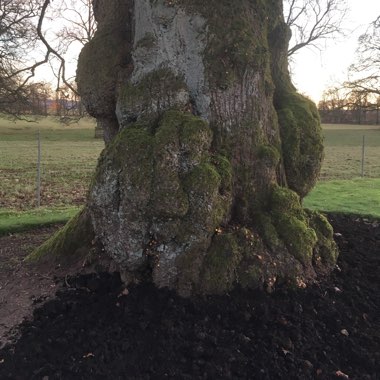 Tilia x europaea