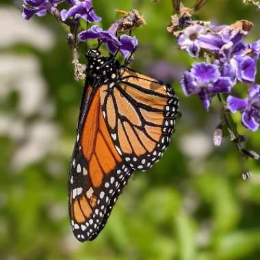 Duranta Repens 'China Girl'