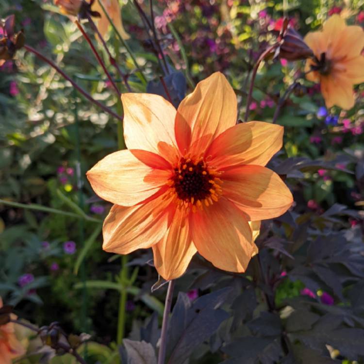 Plant image Dahlia 'Dark Side of the Sun' syn. Dahlia 'Mystic Haze'