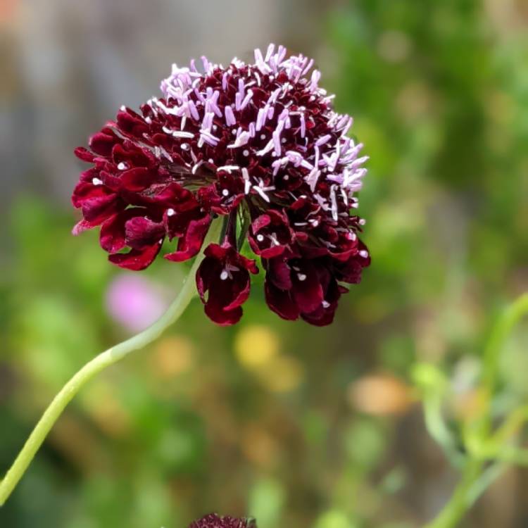 Plant image Scabiosa atropurpurea 'Black Knight'