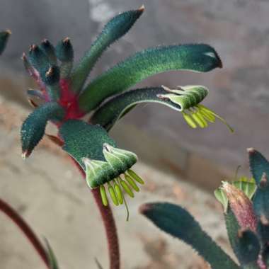 Anigozanthos