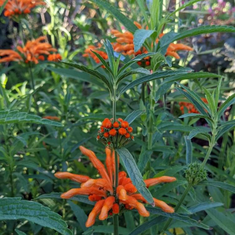 Plant image Leonotis leonurus