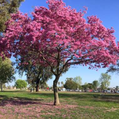 Tabebuia rosea