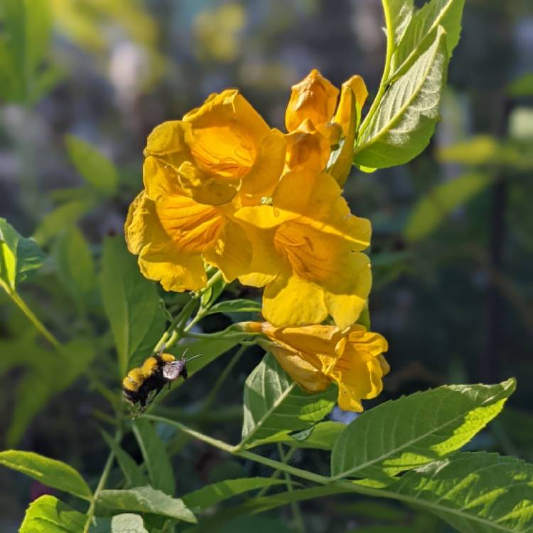 Plant image Tecoma Stans 'Gold Star' syn. Tecoma stans 'Lonesp'