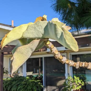 Kalanchoe Beharensis