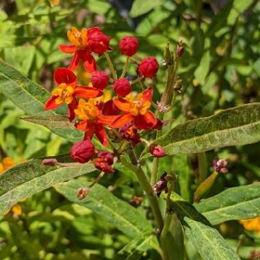 Asclepias curassavica