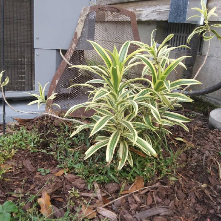 Plant image Dracaena reflexa syn. pleomele reflexa