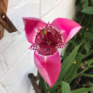 Mexican Shell Flower