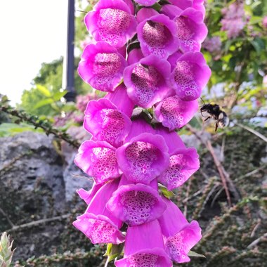 Foxglove