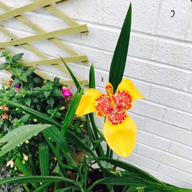 Mexican Shell Flower