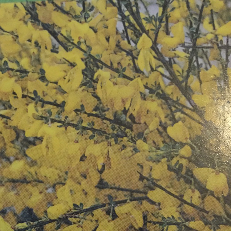 Plant image Cytisus x praecox 'Warminster'