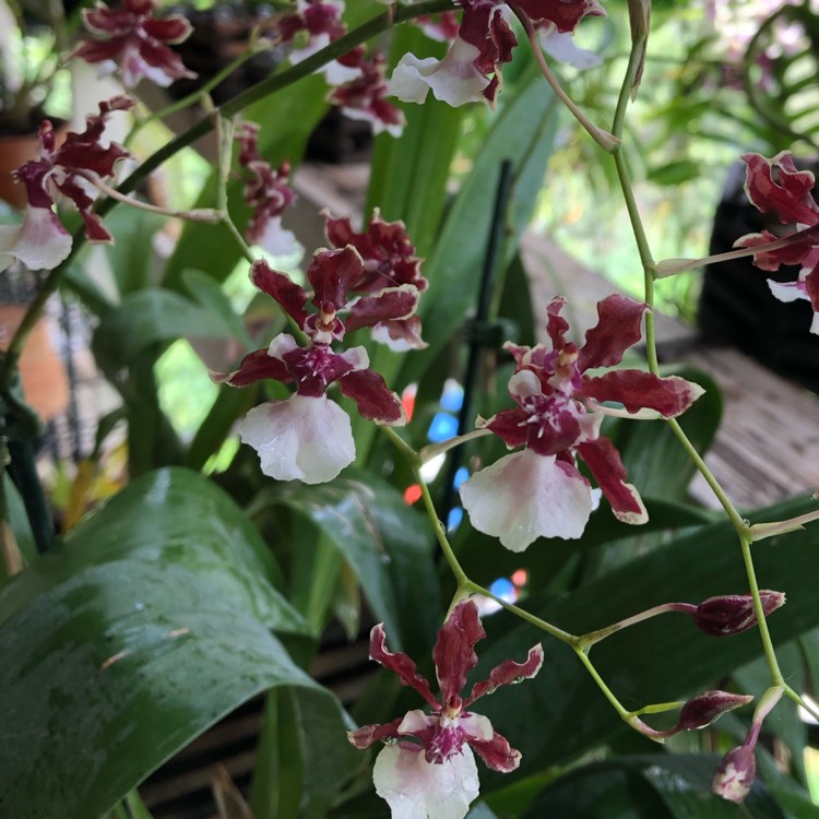 Plant image Oncidium 'Sharry Baby'