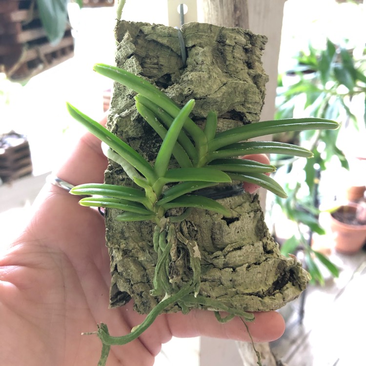 Plant image Vanda miniata syn. Ascocentrum miniatum