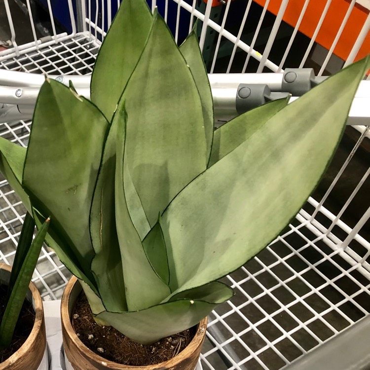 Plant image Sansevieria Moonshine