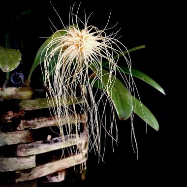 Bulbophyllum medusae