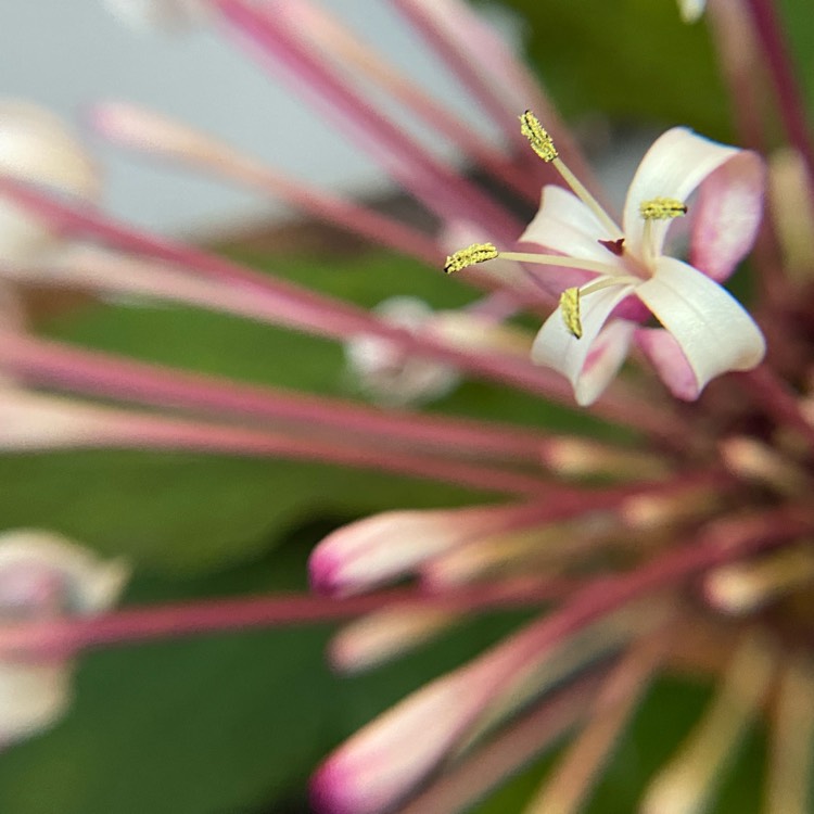 Plant image Clerodendrum quadriloculare