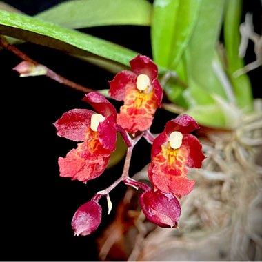 x Howeara Lava Burst 'Puanani'