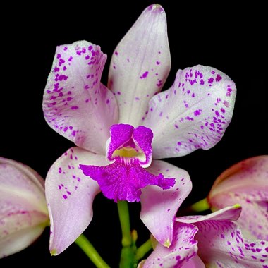 Cattleya amethystoglossa