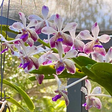 Vanda lamellata x Noi Blue x Rhy. coelestis