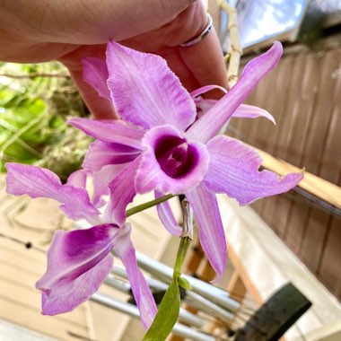 Unscented Dendrobium