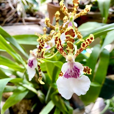 Odontocidium Wild Willie 'Pacific Bingo'