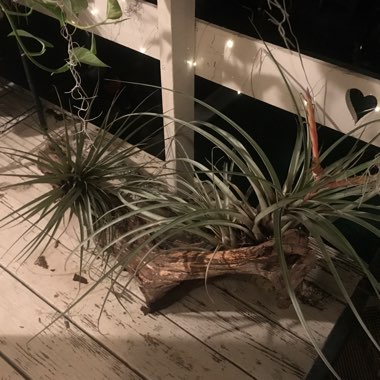 Tillandsia