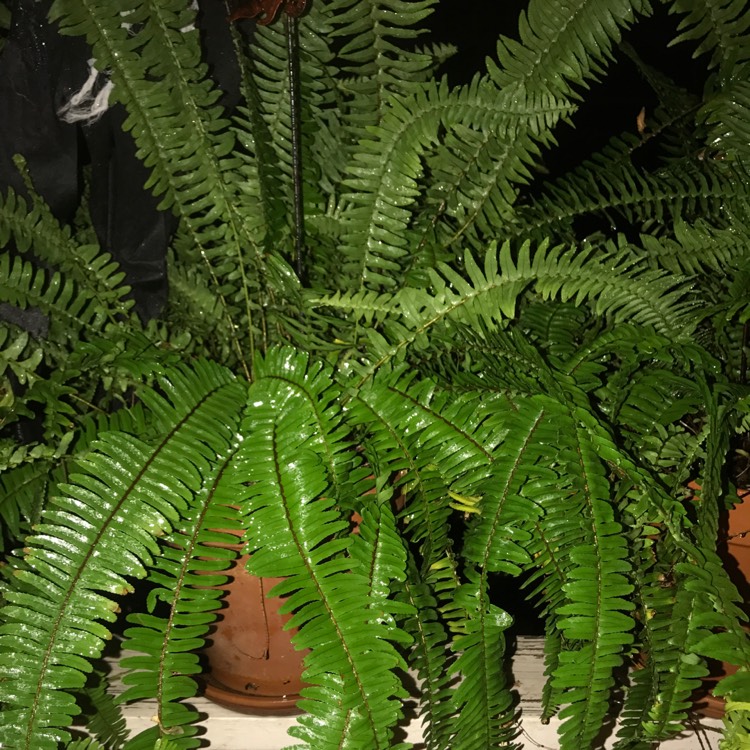 Plant image Polystichum Munitum