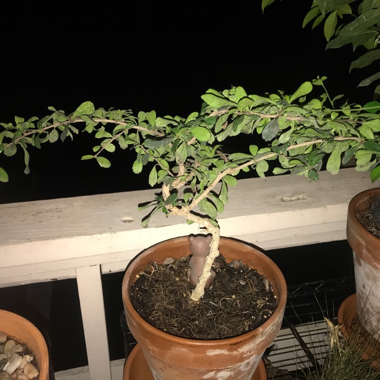 Plant image Buxus bonsai