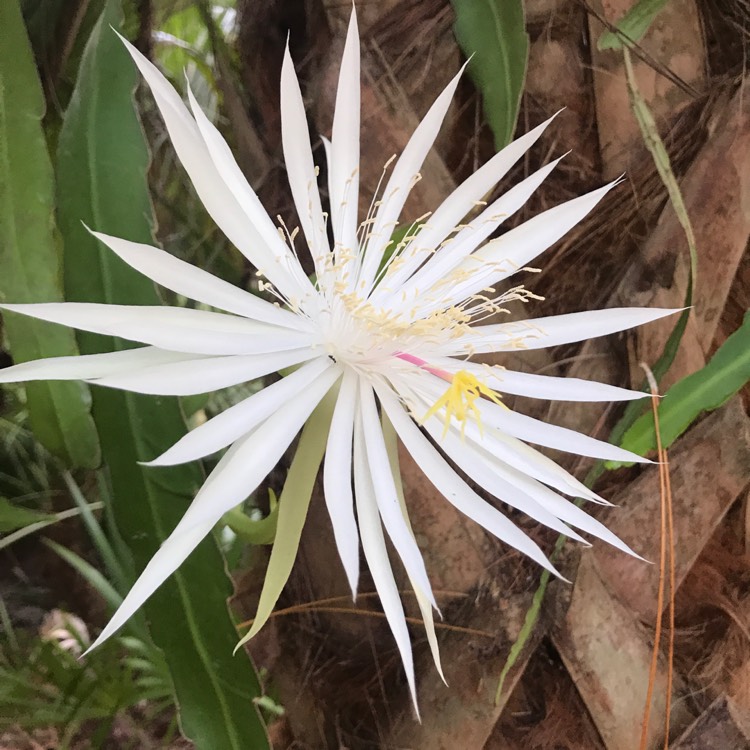 Epiphyllum hookeri 'Princess Of The Night', Orchid Cactus 'Princess Of ...